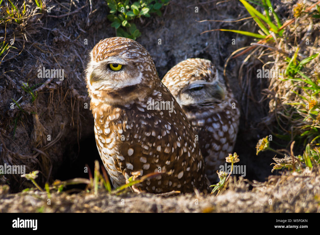 Una coppia di scavando gufi seduto fuori del nido in Cape Coral, Florida. Foto Stock