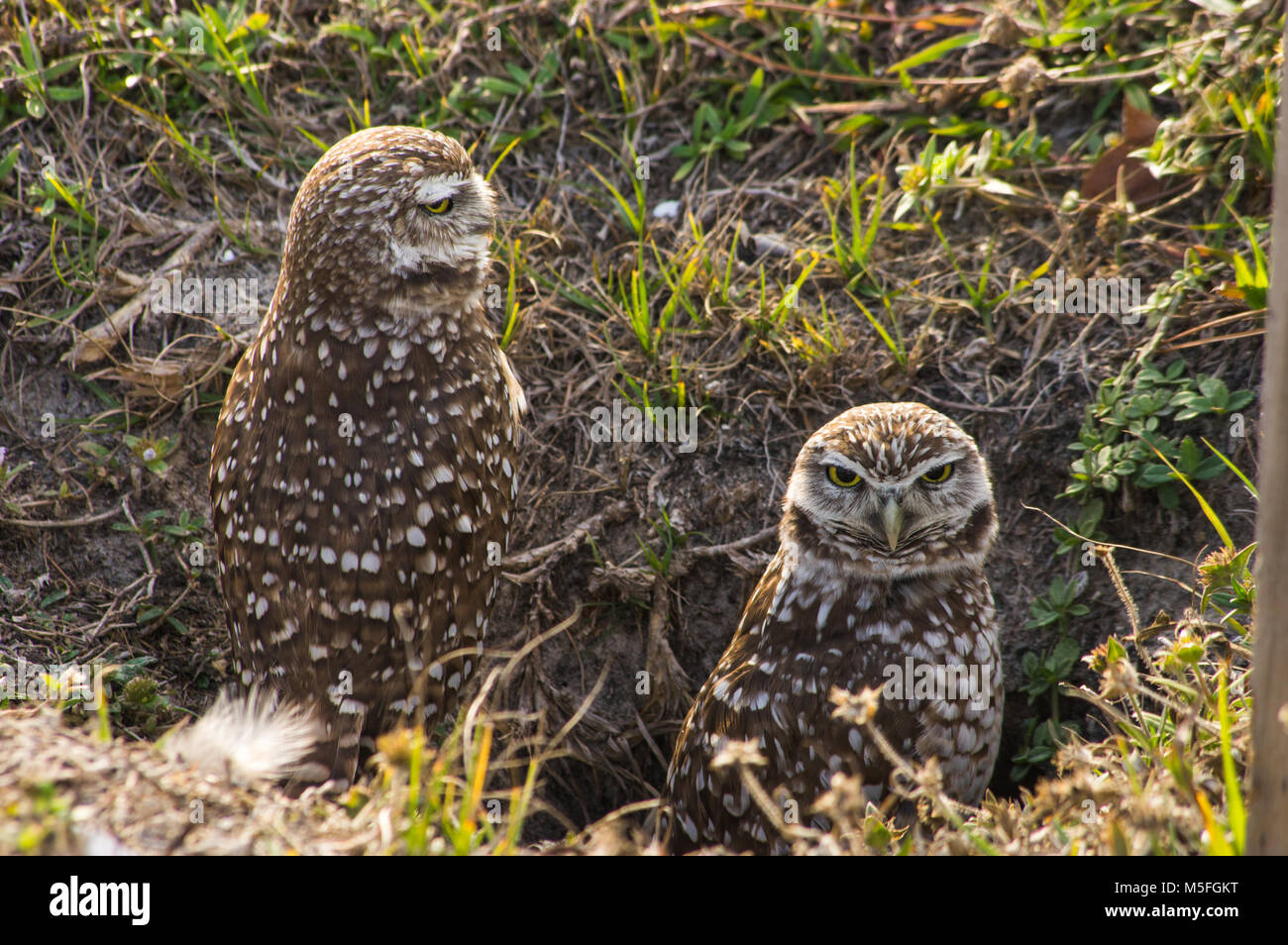 Una coppia di scavando gufi seduto fuori del nido in Cape Coral, Florida. Foto Stock