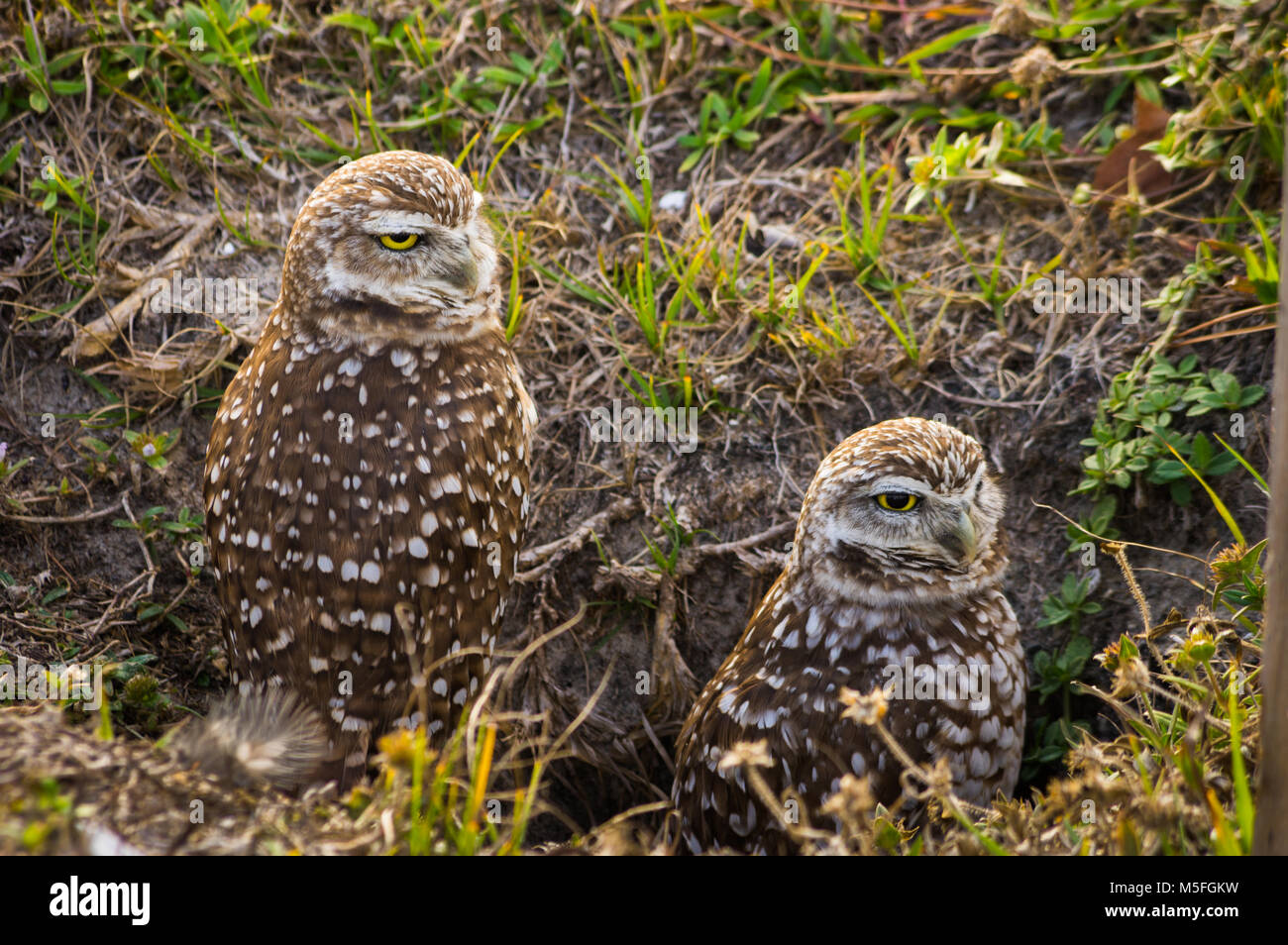 Una coppia di scavando gufi seduto fuori del nido in Cape Coral, Florida. Foto Stock