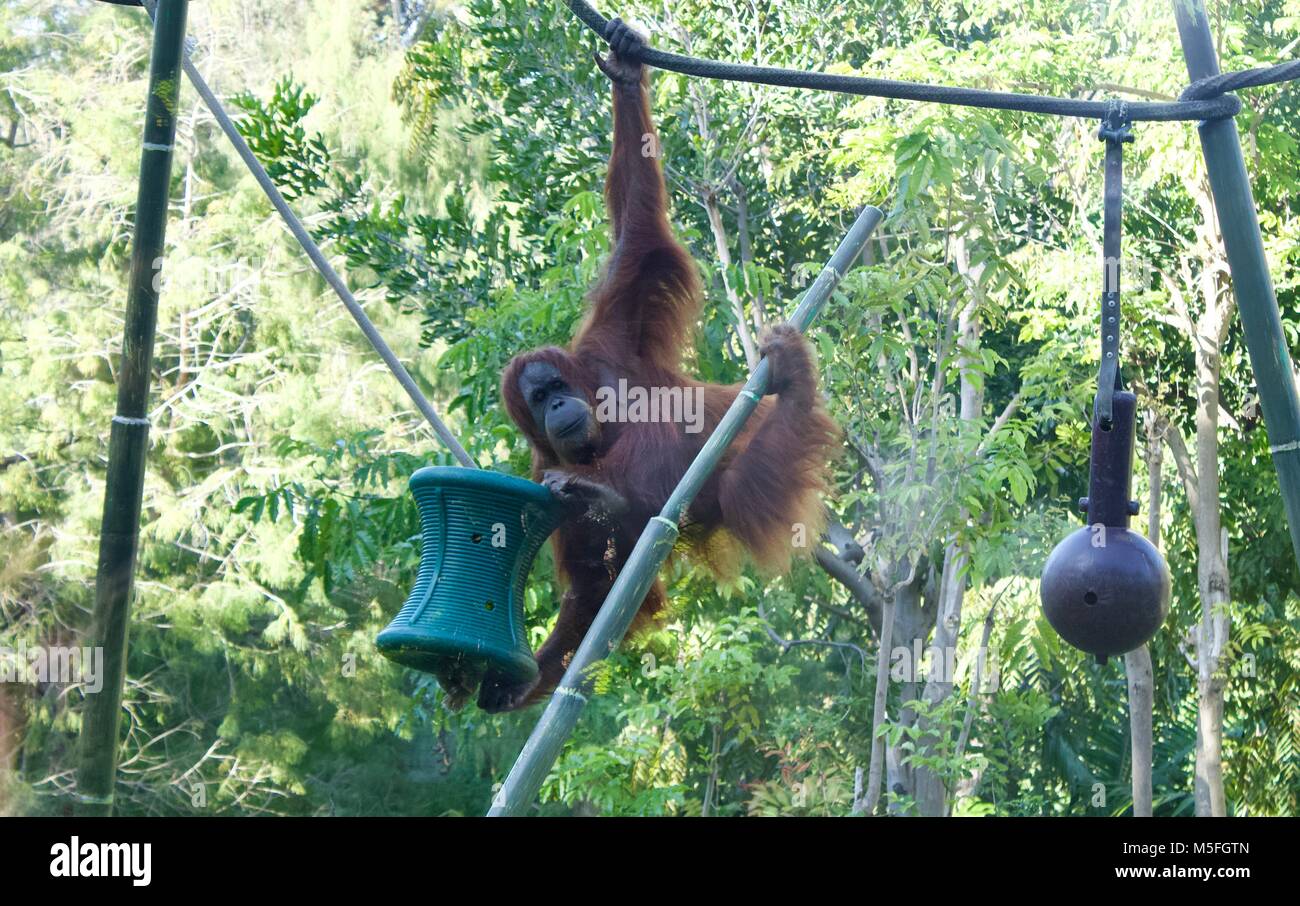 Orangutan in giro Foto Stock