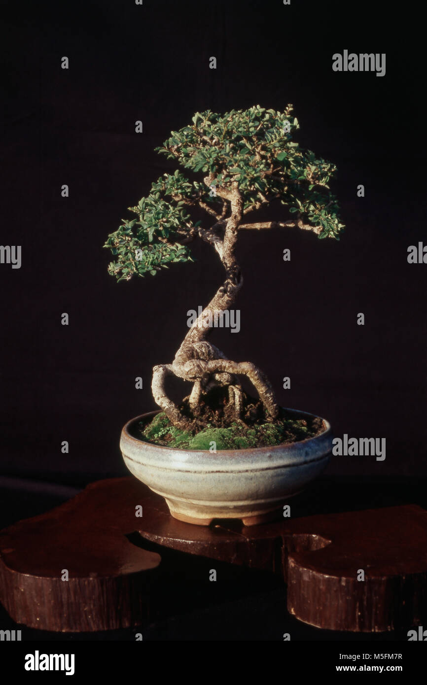 Albero di bonsai, Silvassa, il territorio dell' Unione, India, Asia Foto Stock