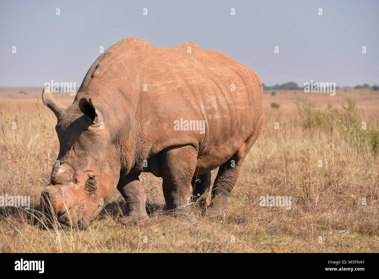 Un rinoceronte bianco dehorned per fermare la caccia di frodo in Sud Africa piena vista del corpo Foto Stock