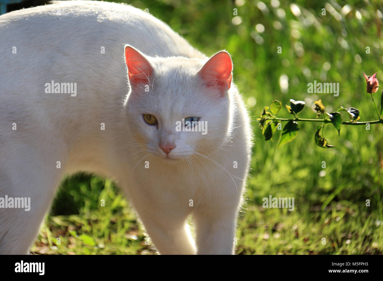 Un gatto con heterochromia a passeggiare nel giardino. Foto Stock
