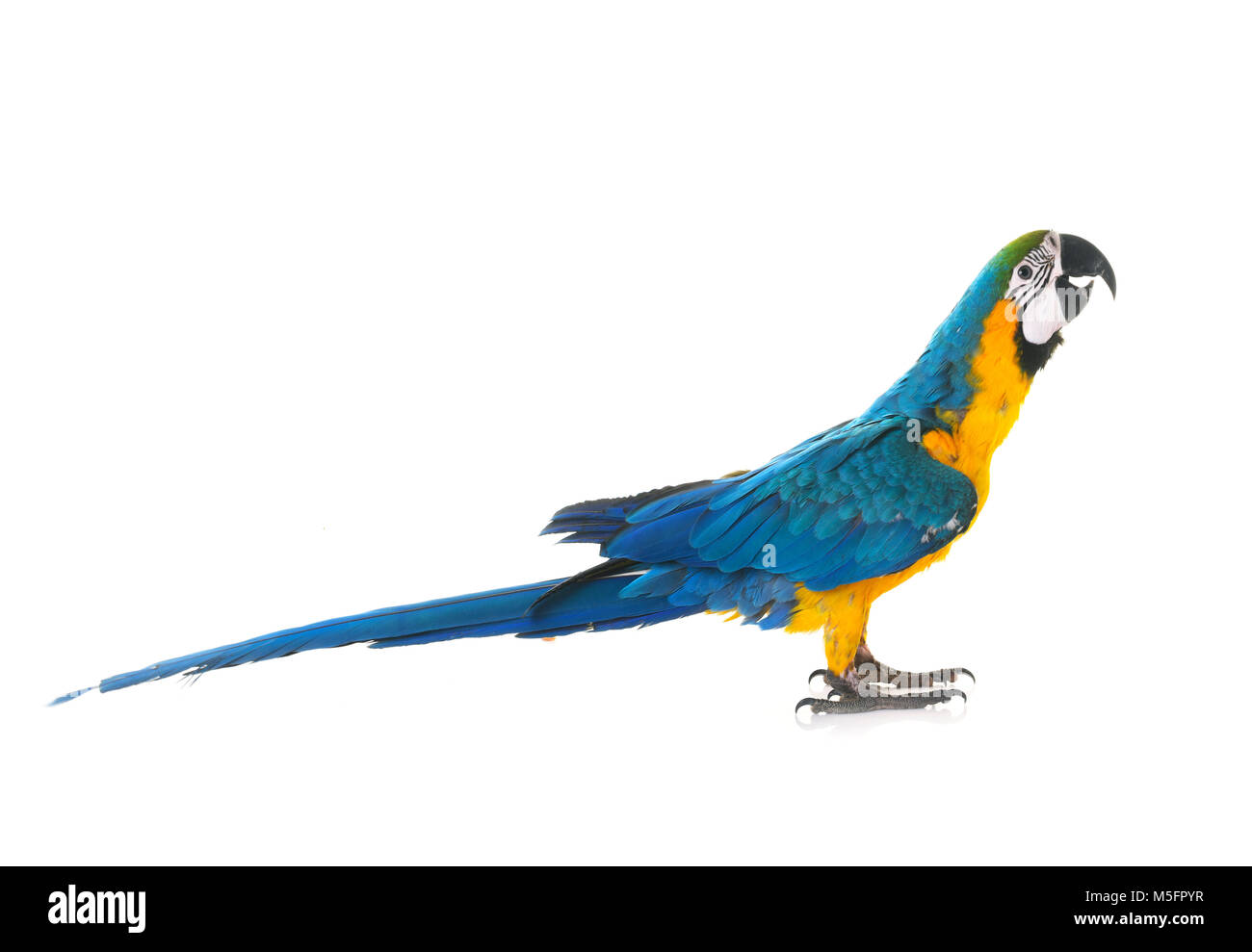 Blu-giallo macaw davanti a uno sfondo bianco Foto Stock