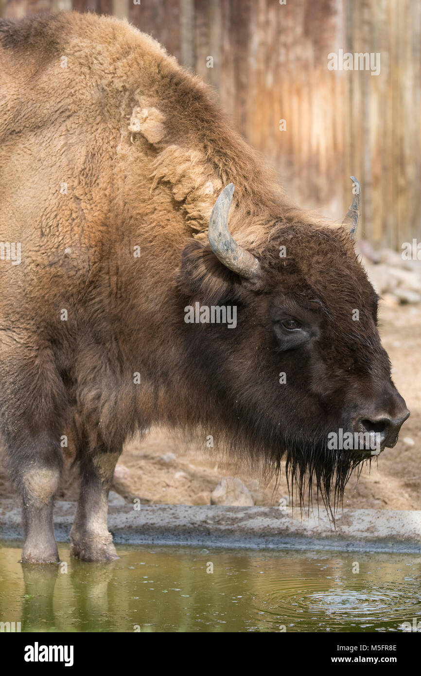 Il bisonte europeo acqua potabile Foto Stock