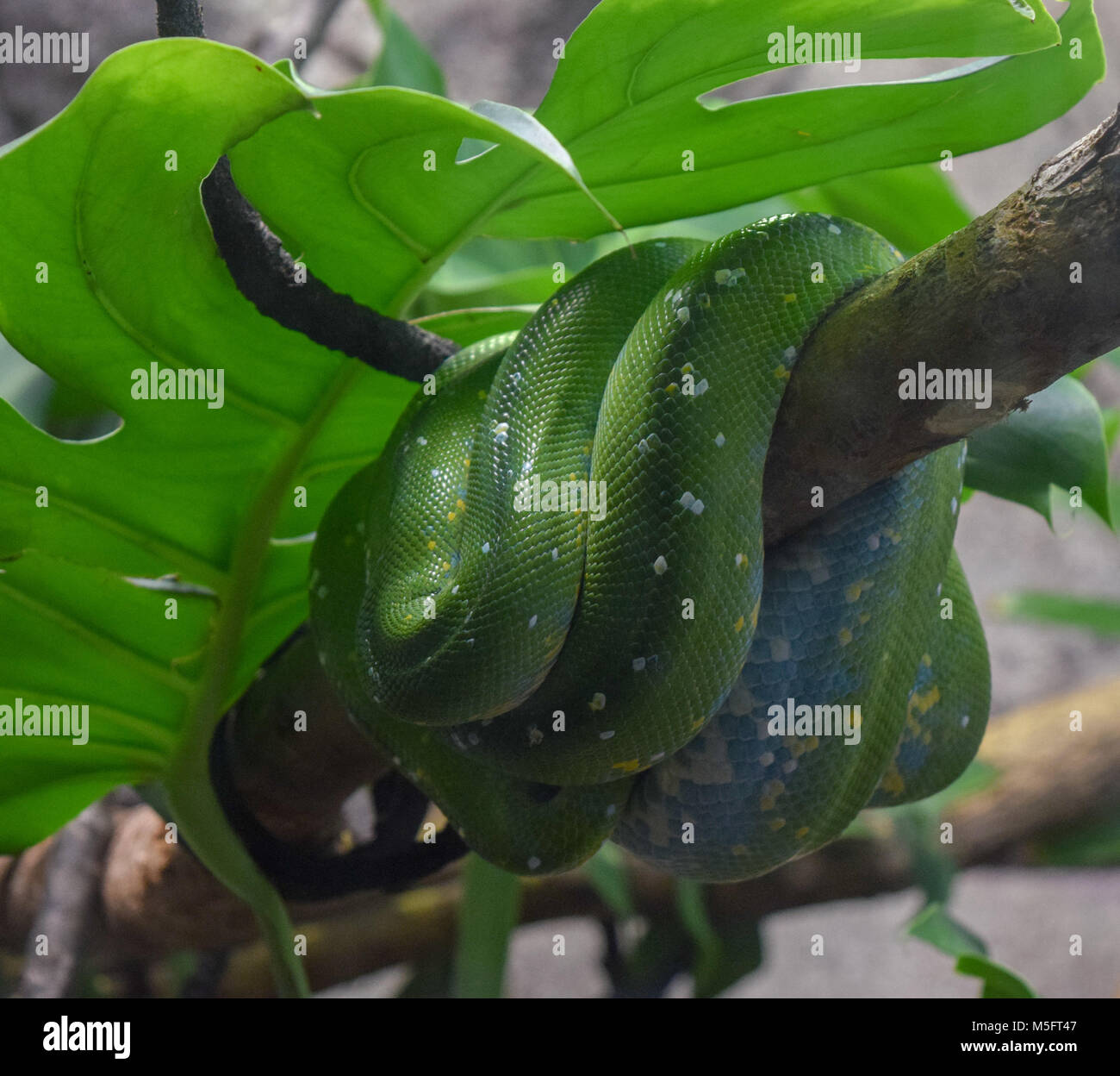 Emerald Tree Boa; Corallus caninus Foto Stock