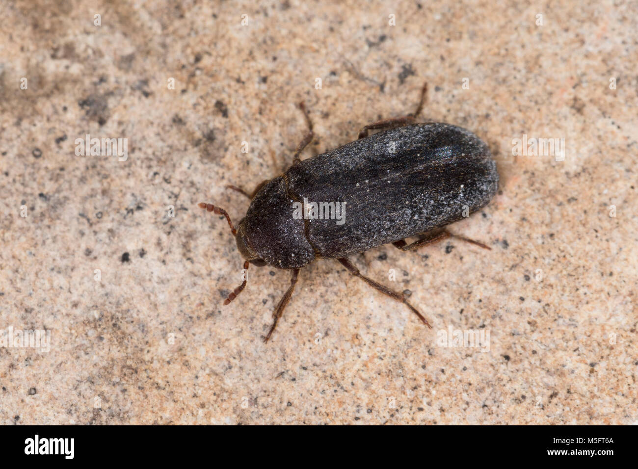 Zweifarbig Behaarter Speckkäfer, Dermestes haemorrhoidalis, Dermestes gulo, pelle beetle, Speckkäfer, Dermestidae, coleotteri della pelle Foto Stock