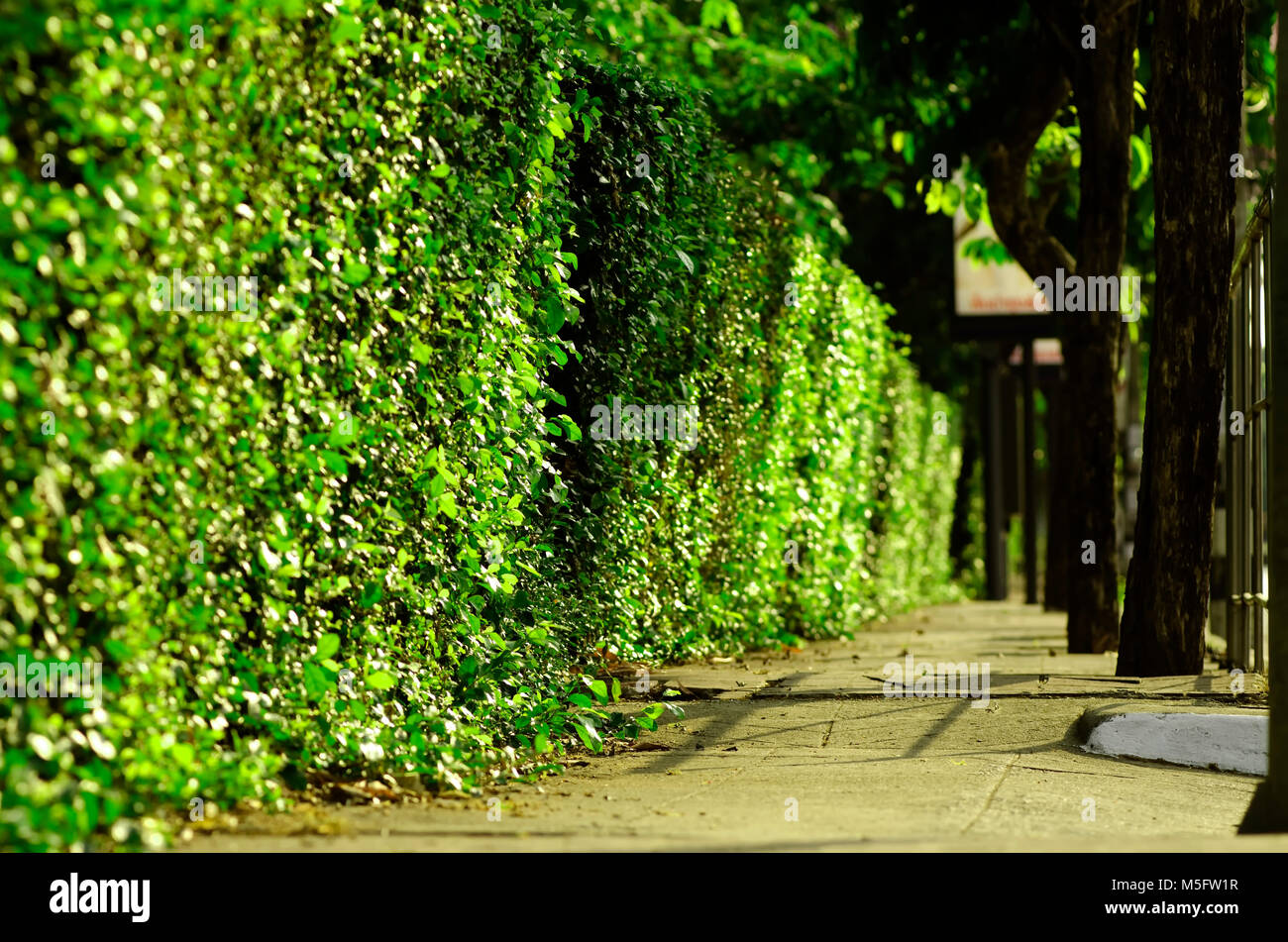 Siepe verde recinzione, selezionare la messa a fuoco su una siepe verde che crescono intorno alla casa usarlo come una barriera tra la casa e il marciapiede pubblico, una fitta di verde Foto Stock