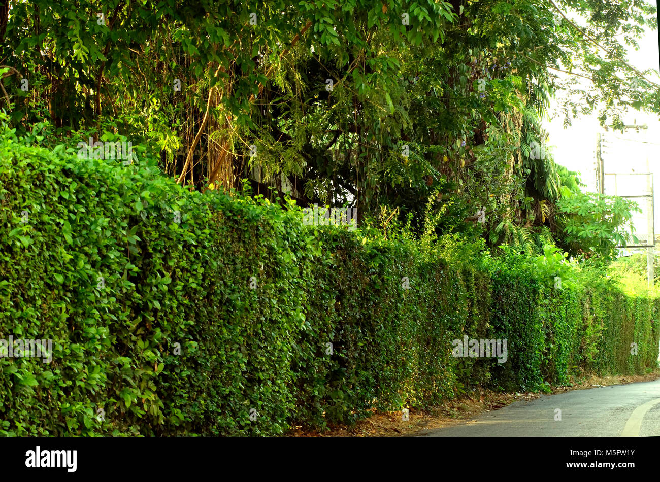 Siepe verde recinzione, selezionare la messa a fuoco su una siepe verde che crescono intorno alla casa usarlo come una barriera tra la casa e la strada pubblica, una fitta di verde leav Foto Stock