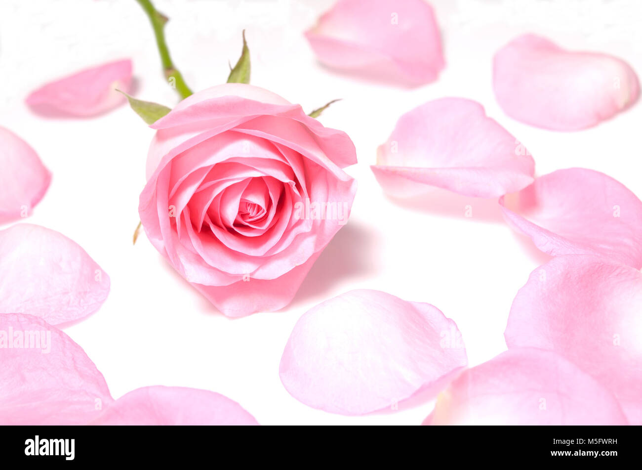 Isolare rosa rosa, un primo piano immagine fotografica del singolo rosa rosa fiore intorno da un rosa petalo di rosa di isolare su sfondo bianco, fiore su petali polv Foto Stock