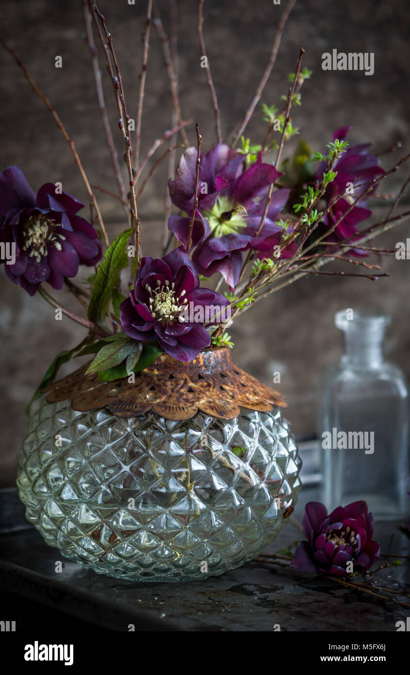 Veratro viola fiori con ramoscelli in un vaso vintage Foto Stock