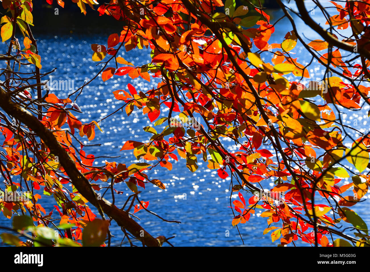 Autunno a colori Pawtuckaway Park nel Sud del New Hampshire Foto Stock