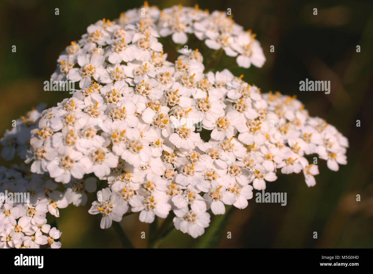 Fiori di Achillea millefolium (achillea, achillea comune). Fiori ed erba illuminata da un caldo sole su un prato estivo, astratti sfondi naturali per voi Foto Stock