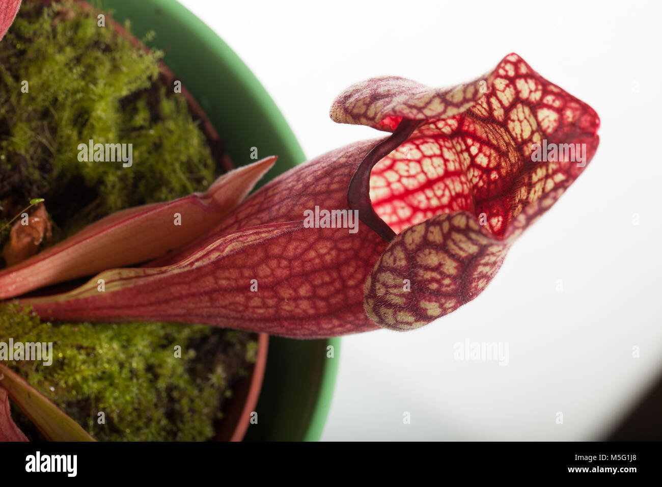 Tromba pianta brocca, Flugtrumpet (Sarracenia purpurea) Foto Stock