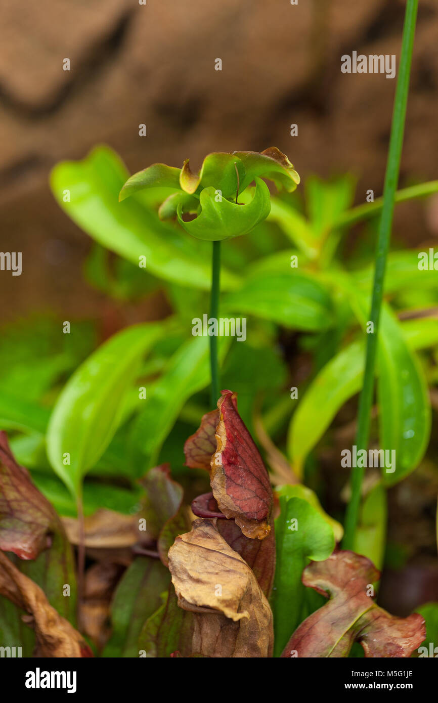 Tromba pianta brocca, Flugtrumpet (Sarracenia purpurea) Foto Stock