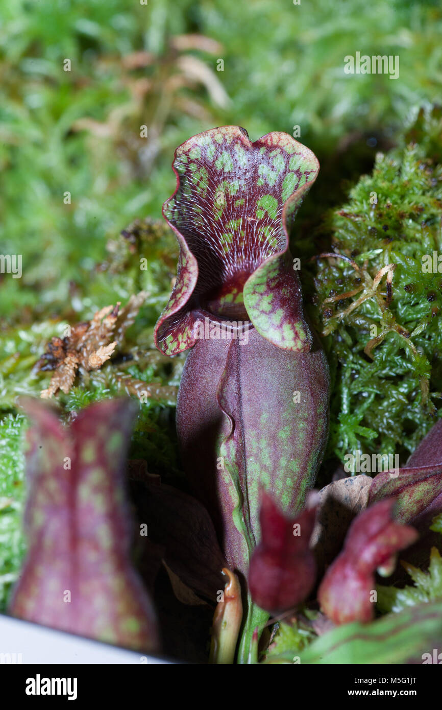 Tromba pianta brocca, Flugtrumpet (Sarracenia purpurea) Foto Stock