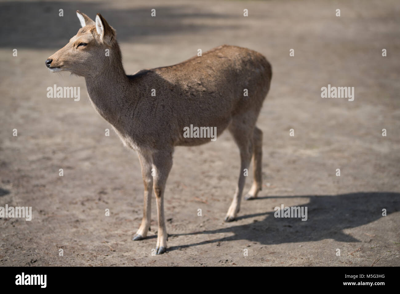 Cervi selvatici in un parco Foto Stock