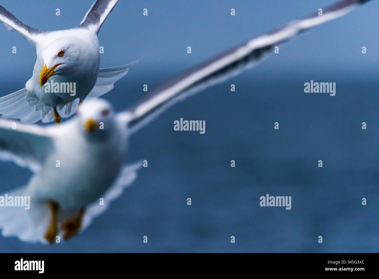Zampe gialle gabbiano (Larus Michahellis) volare attorno a una nave, in cerca di cibo Foto Stock