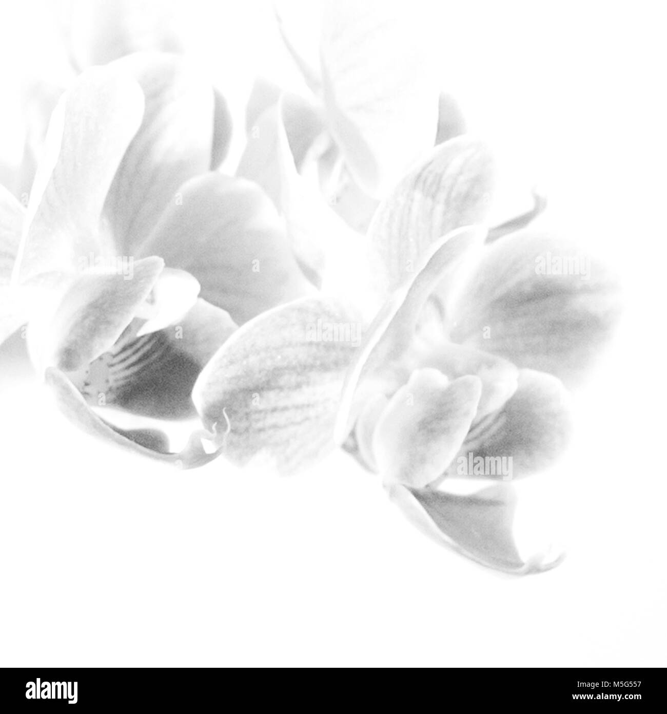 Fiore artistico, Orchidea Foto Stock