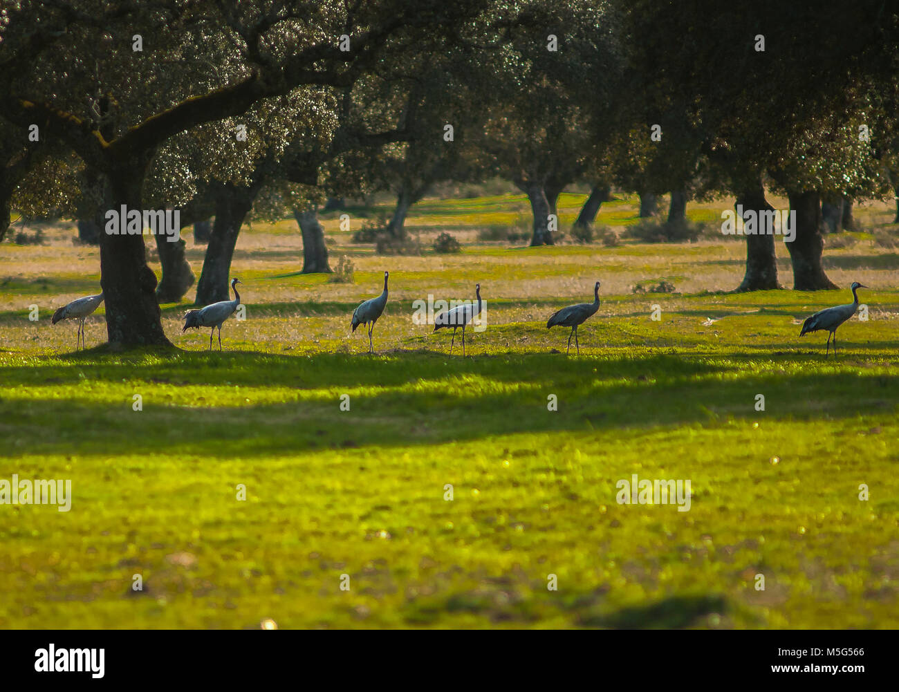 Extremadura paesaggi. Foresta mediterranea, holm tappi in sughero (Quercus ilex) Foto Stock