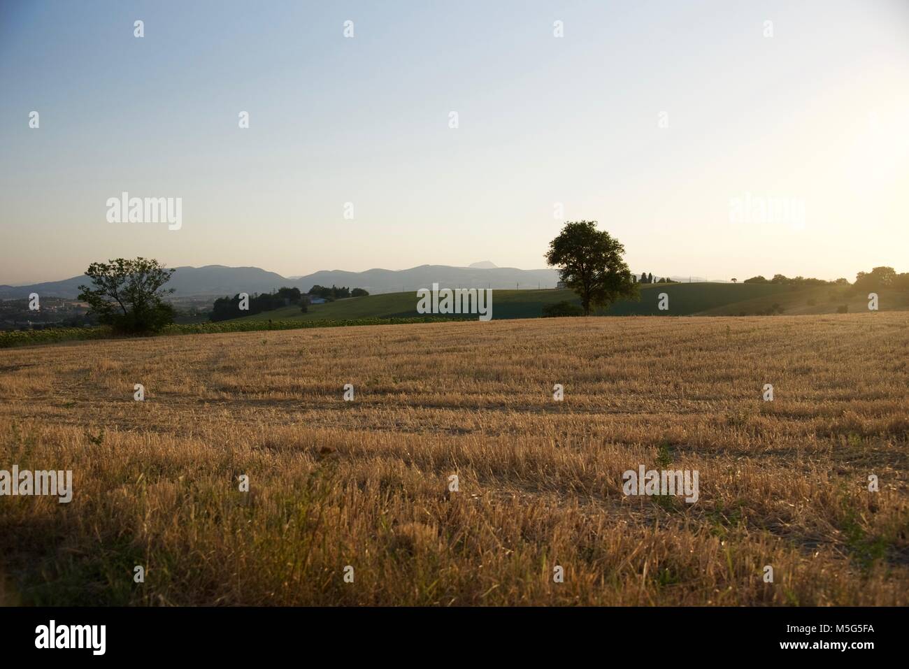 Campi dorati campagna italiana al tramonto Foto Stock