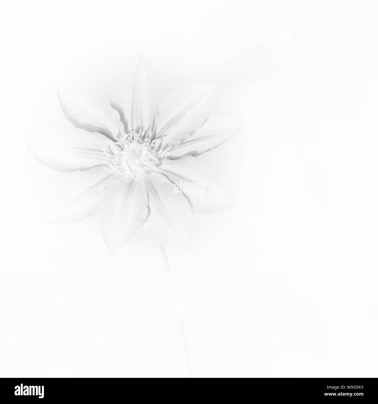 Artistico del fiore Foto Stock