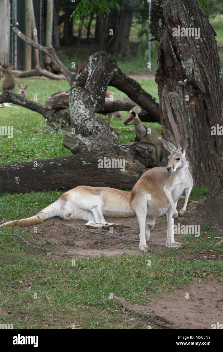 Canguro rosso, Macropus rufus, Lone Pine Koala Sanctuary, Brisbane, Australia Foto Stock
