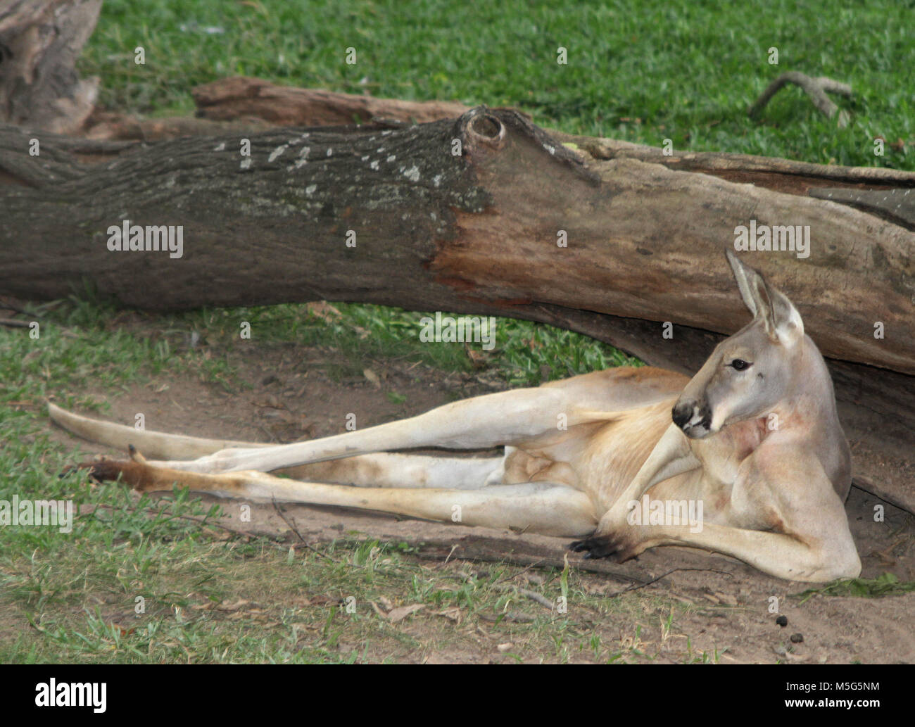 Canguro rosso, Macropus rufus, Lone Pine Koala Sanctuary, Brisbane, Australia Foto Stock