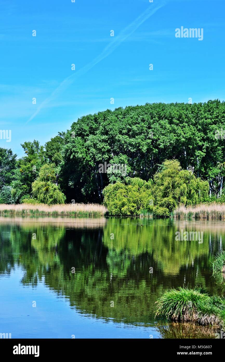 Parco nazionale Lobau - Donauauen vicino a Vienna Austria Foto Stock