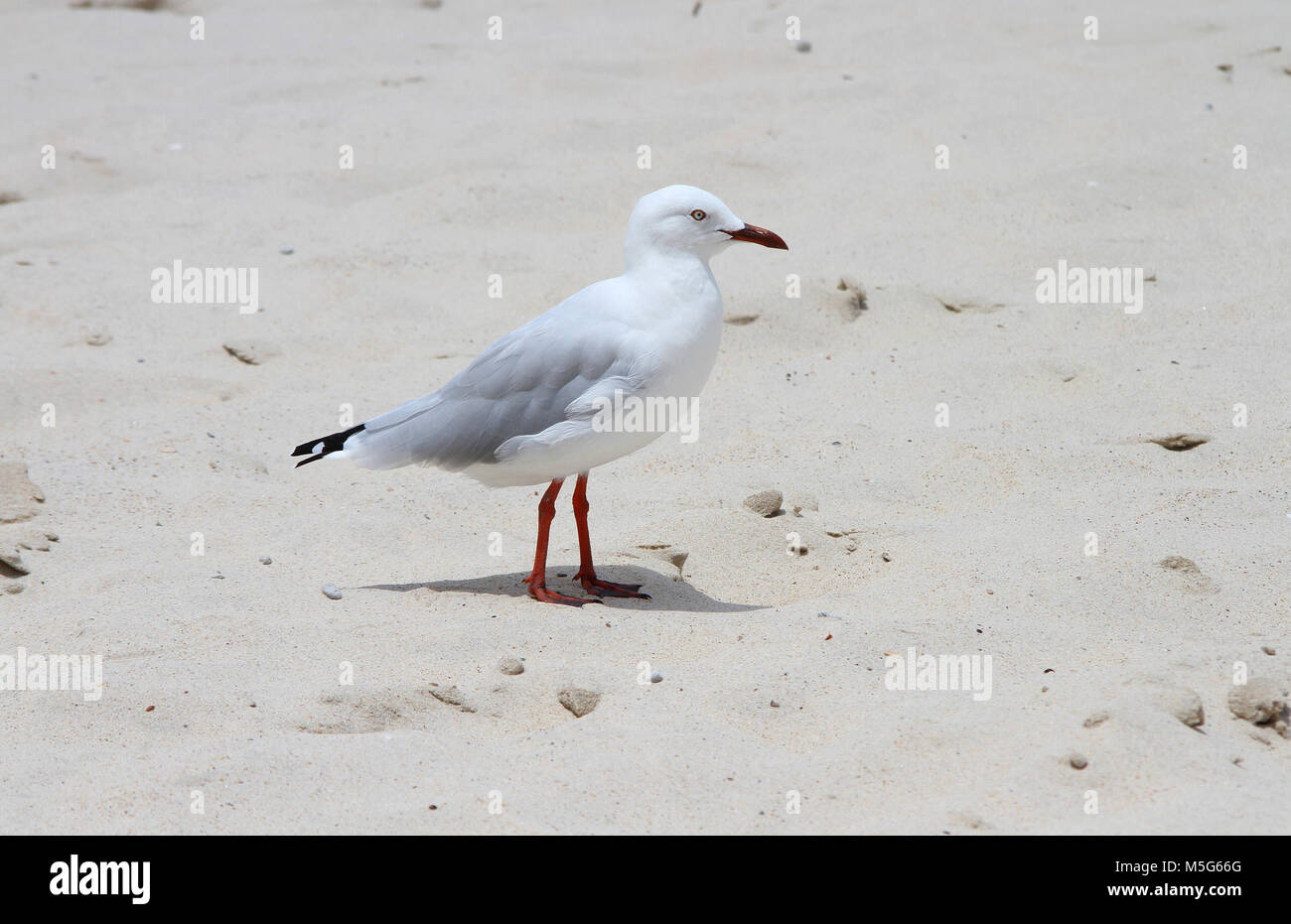 Argento gabbiano sulla spiaggia, Chroicocephalus novaehollandiae, Gold Coast, Australia Foto Stock