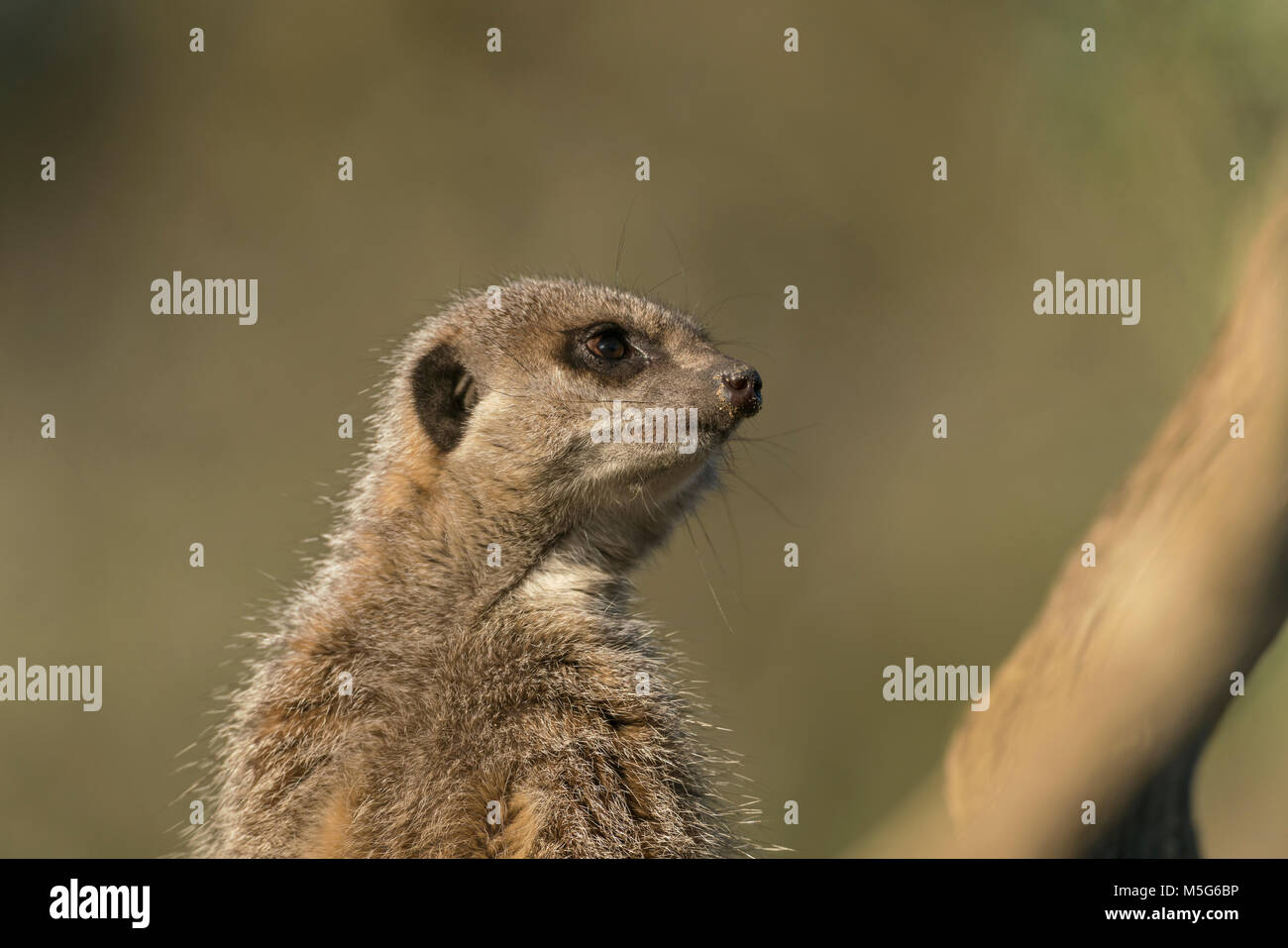 Meerkat, Suricata suricat, animale in cattività,all'inizio della primavera, a diffondere lo sfondo di colore verde. Alla ricerca di segni di pericolo Foto Stock