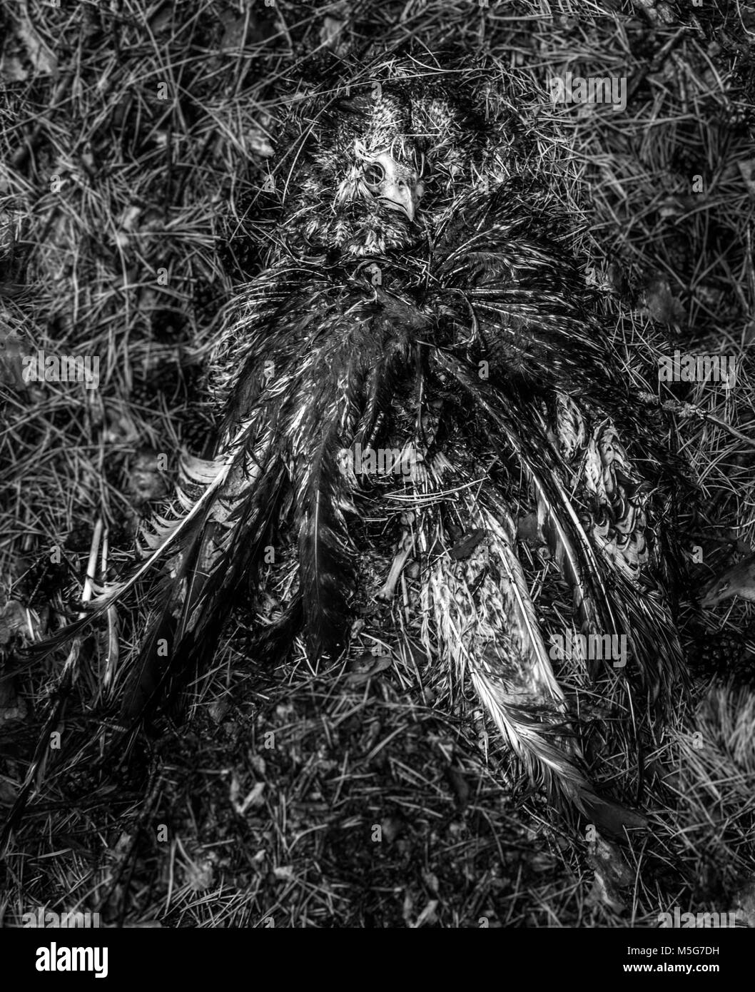 Uccello morto nella foresta - nero-bianco concetto - sfondo Foto Stock