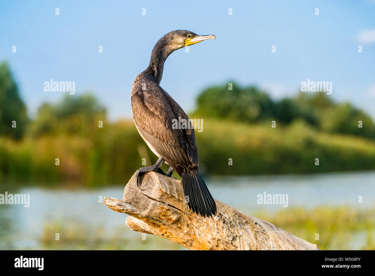 Cormorano nel Delta del Danubio Foto Stock