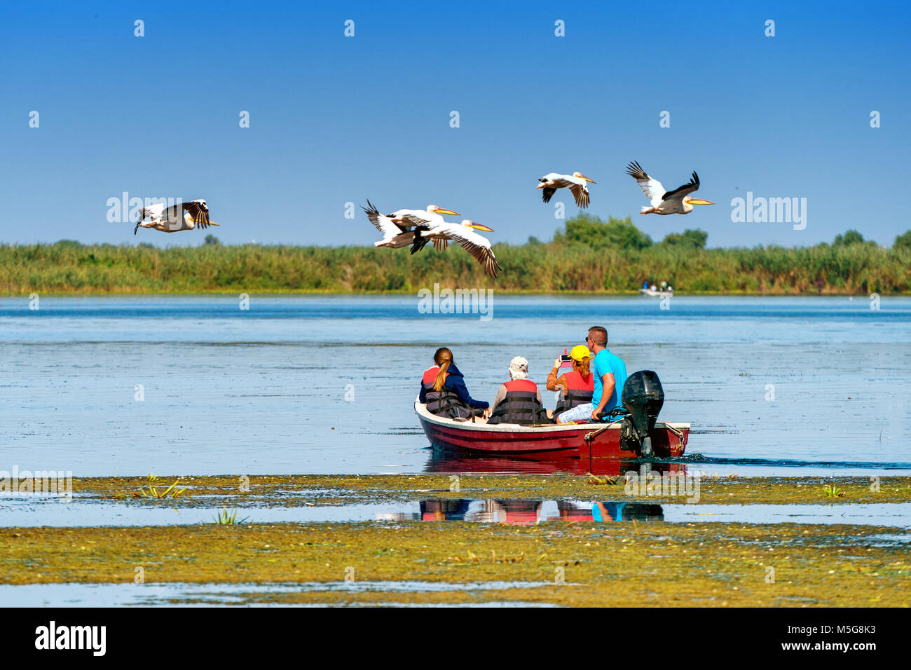 Tourist guardando il pellicano uccelli La fauna La fauna selvatica nel Delta del Danubio Foto Stock