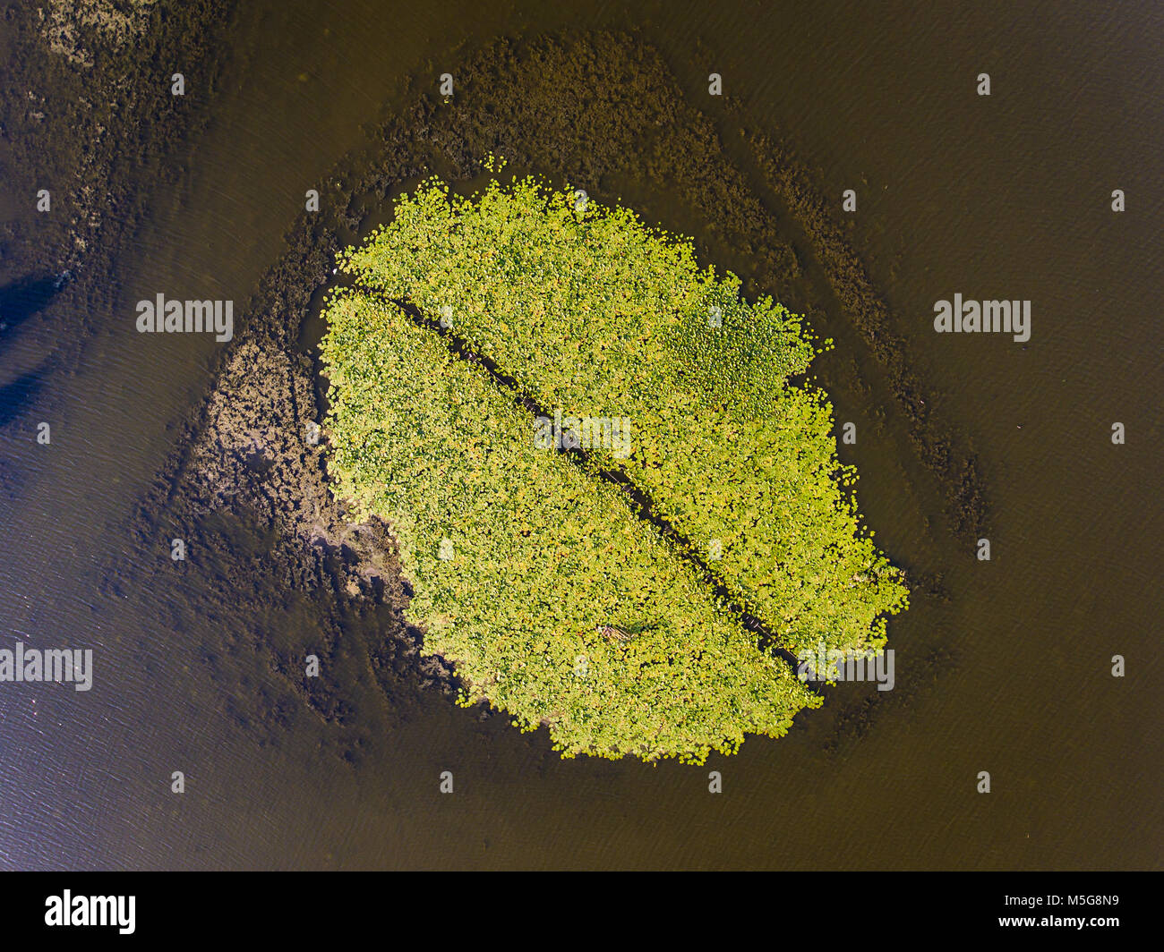 Il Delta del Danubio la vegetazione come visto da sopra vista aerea Foto Stock