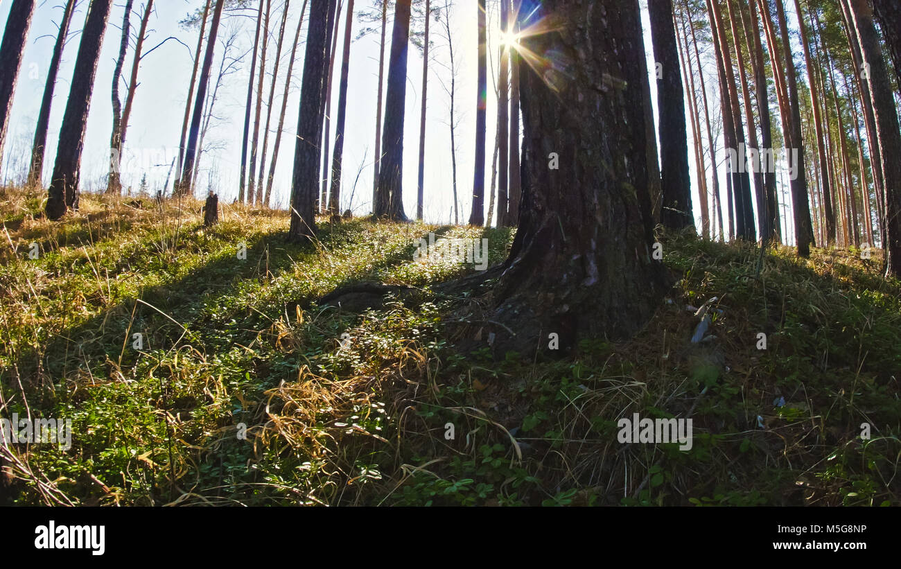 Rottura sole attraverso gli alberi di pino Foto Stock