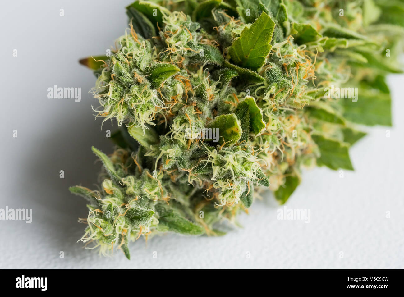 Macro close up di un medico di cannabis pianta di Marijuana con focus sul fiore resinoso Foto Stock