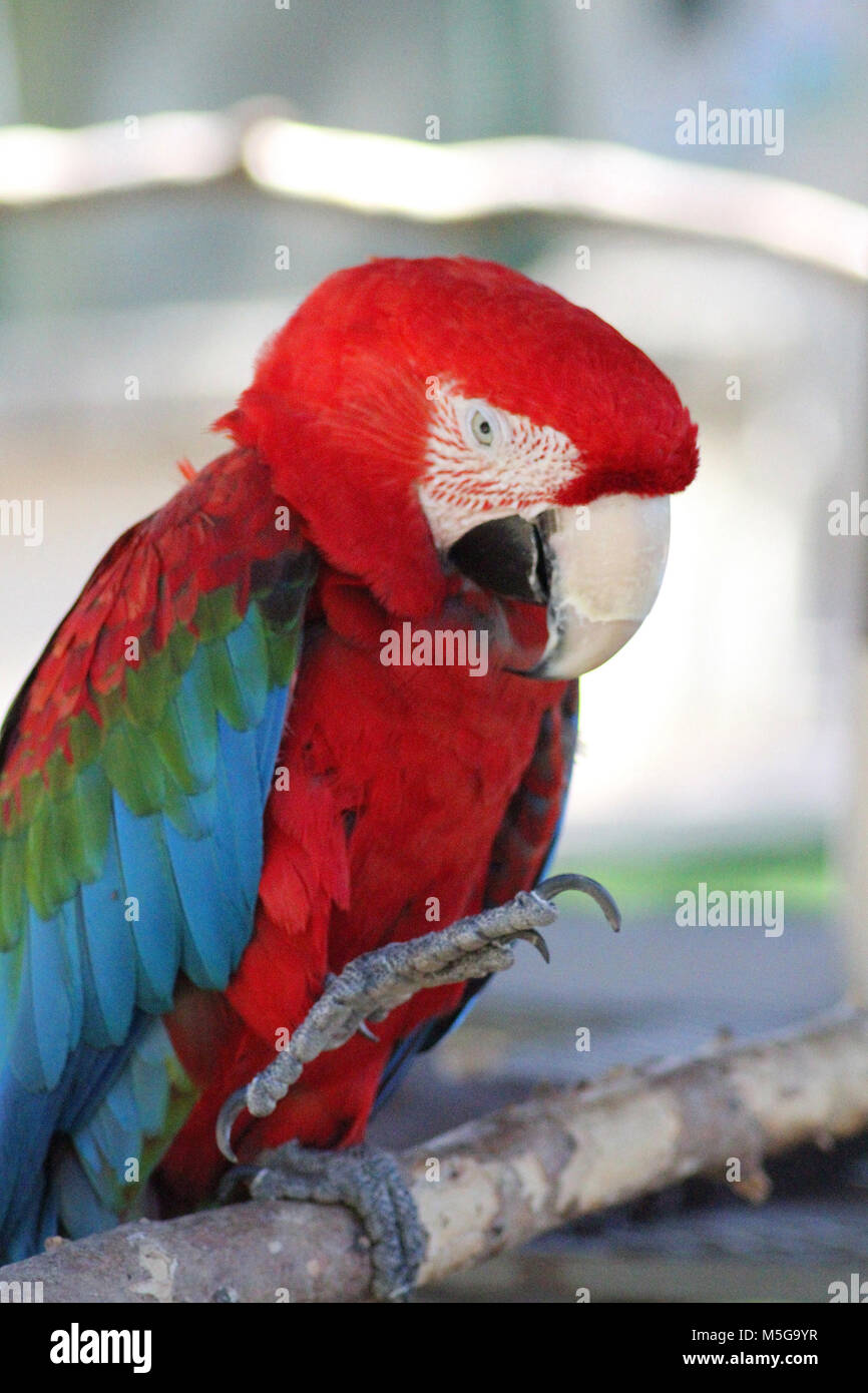 Verde-winged macaw (Ara chloropterus), Sud Africa Foto Stock