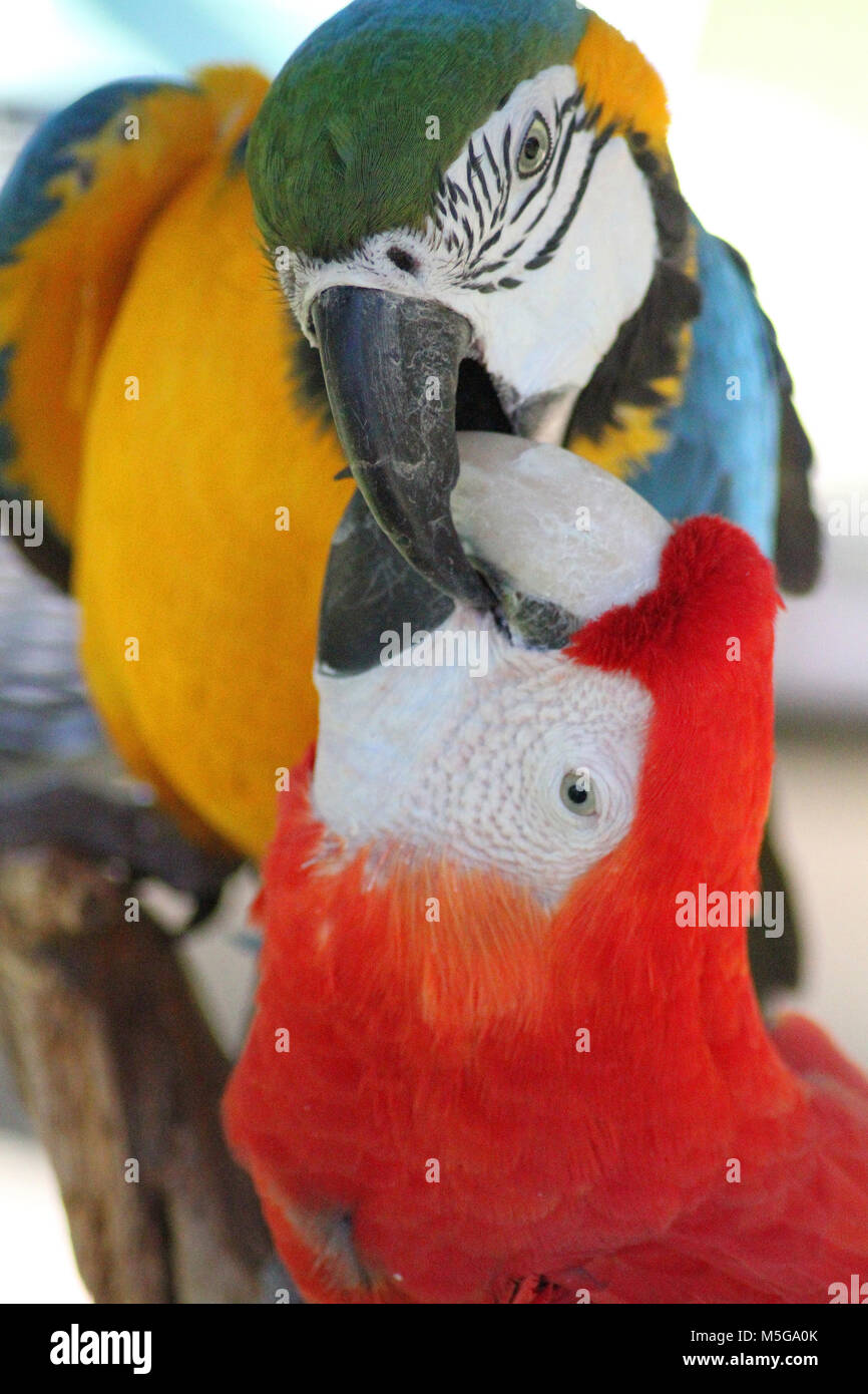 Blu-giallo macaw, (Ara ararauna) e scarlet macaw, (Ara Macao), Sud Africa Foto Stock