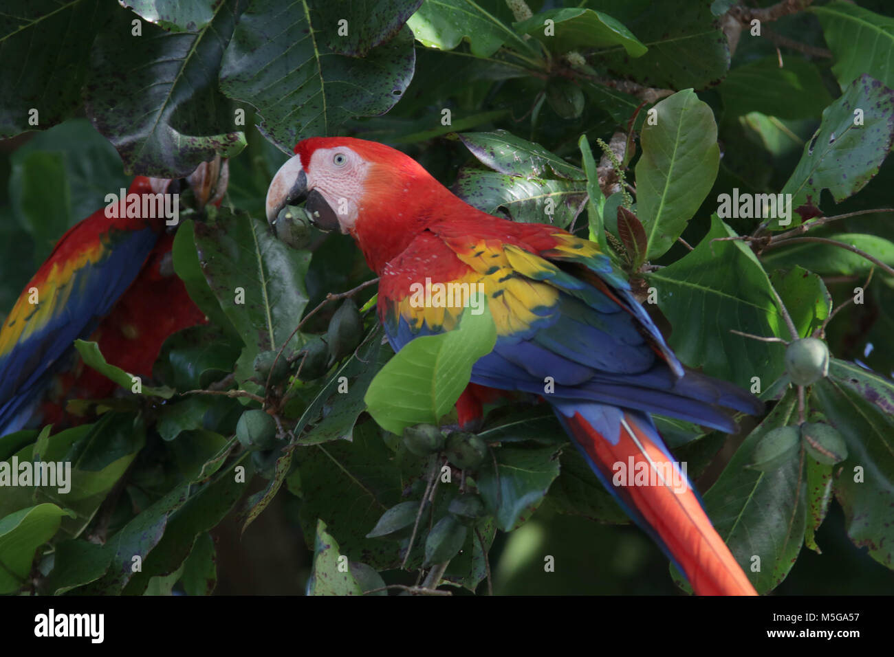 Scarlet Macaws Corcovado National Park Costa Rica Foto Stock