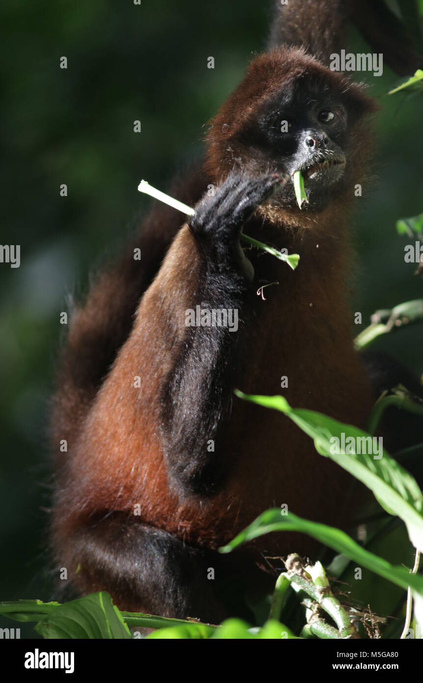Spider Monkey (Ateles geoffroyi). Parco Nazionale di Corcovado, Osa Peninsula, Costa Rica. Foto Stock