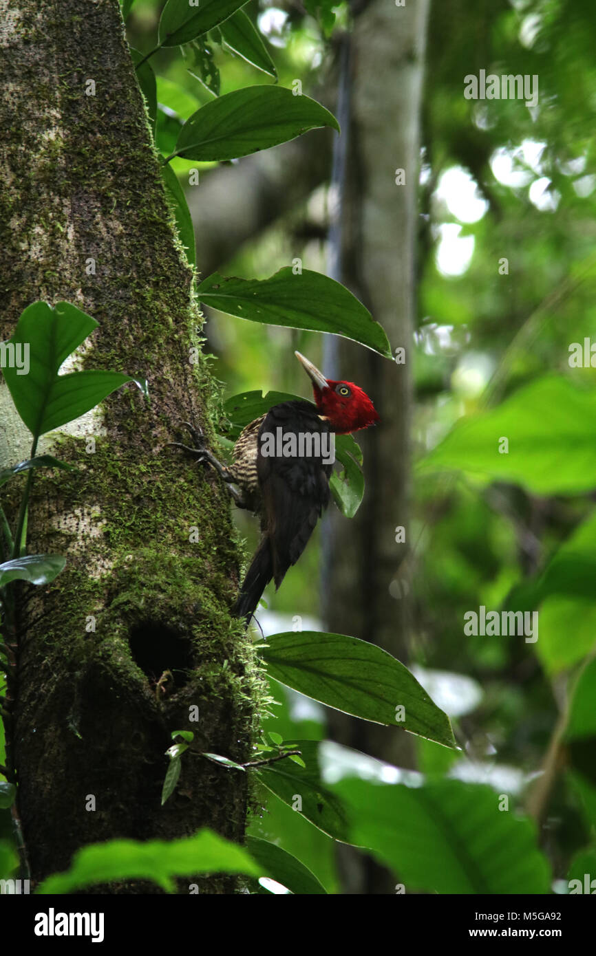 Un pallido fatturati picchio in Costa Rica Parco Nazionale di Corcovado Osa Peninsula Foto Stock