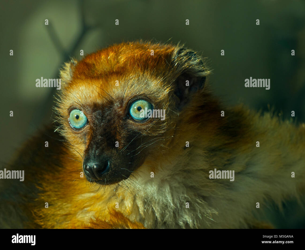 Femmina Blu-eyed lemure nero il Eulemur flavifrons noto anche come Sclater lemure dell Foto Stock