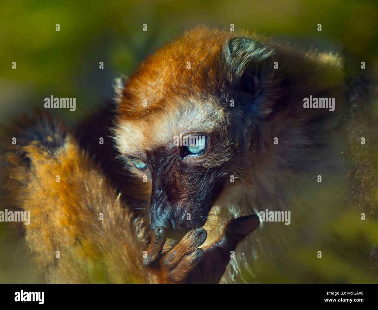 Femmina Blu-eyed lemure nero il Eulemur flavifrons noto anche come Sclater lemure dell Foto Stock