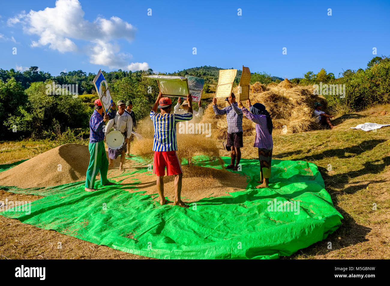 Riso raccolto è sempre pulito da cartocci da uomini sui campi nelle colline della zona tribale nel modo tradizionale Foto Stock