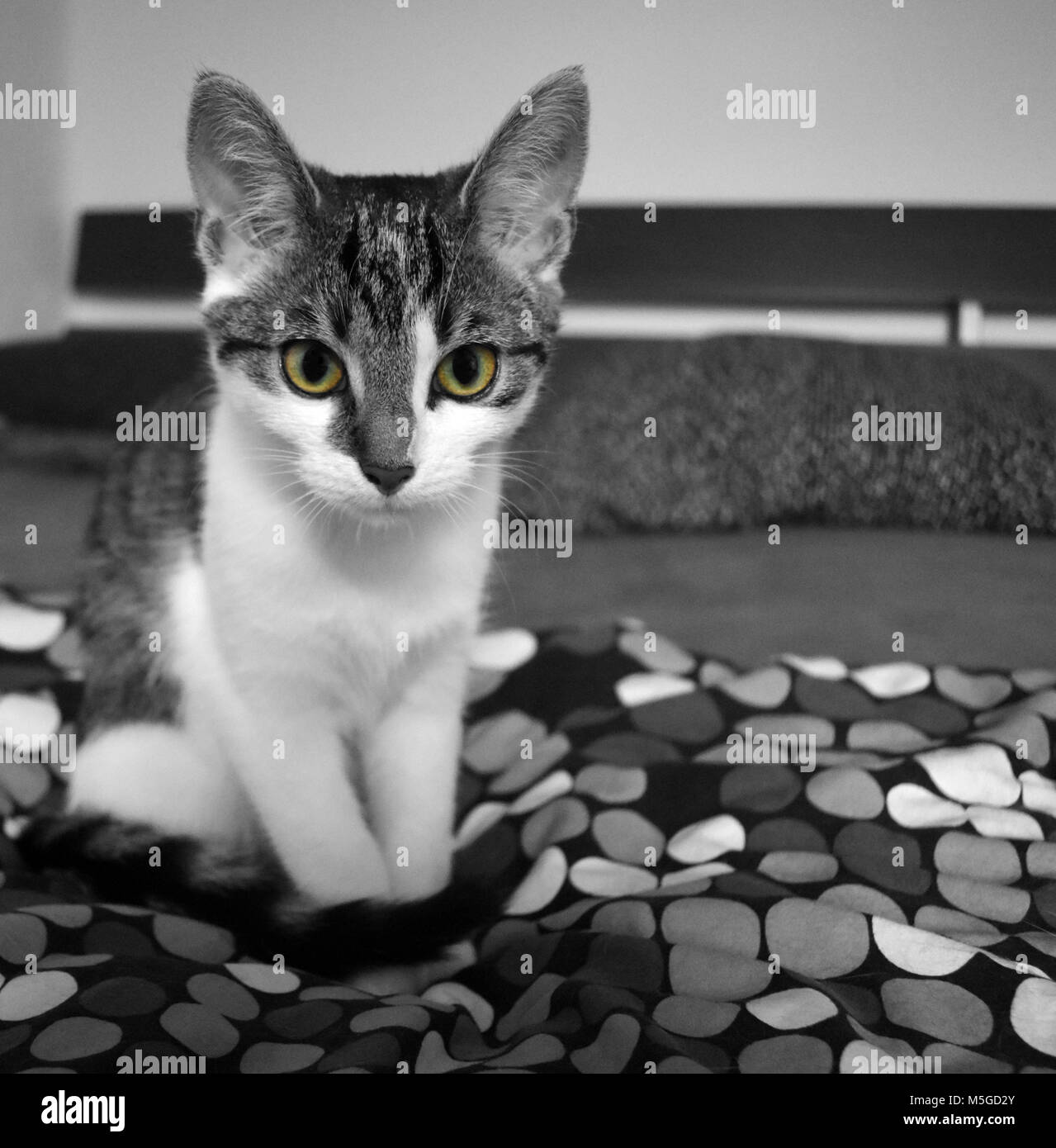 Giovani Kitty mostra i suoi occhi beautifl Foto Stock