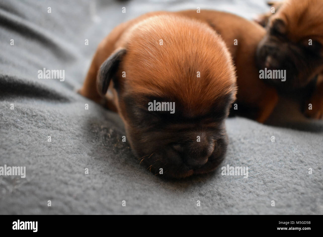 Sette giorni di cuccioli sono inseperable Foto Stock