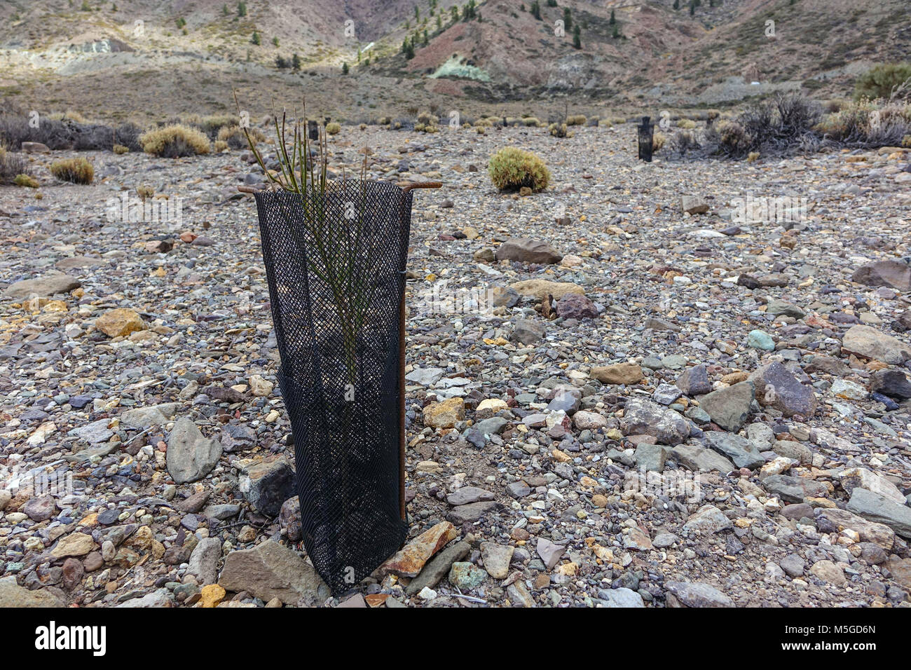 Pianta piccola circondata da maglie di protezione per aiutare a crescere, Las Canadas, Tenerife, Isole canarie, Spagna Foto Stock