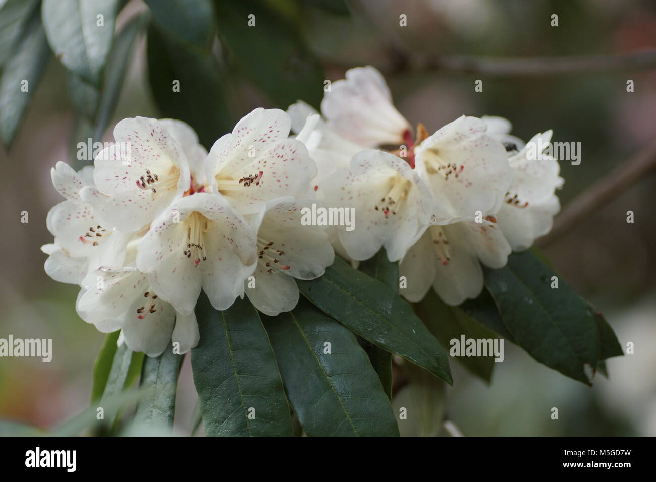 Rhododendron irroratum Foto Stock