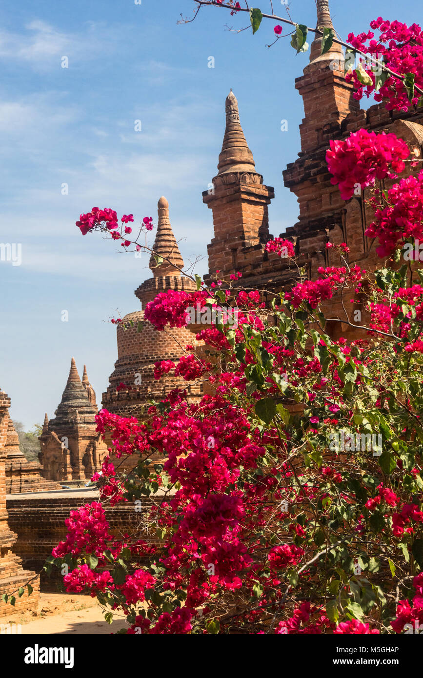 Bouganvillea (bougainvillea spectabilis) in fiore in Bagan, Myanmar, templi in background Foto Stock